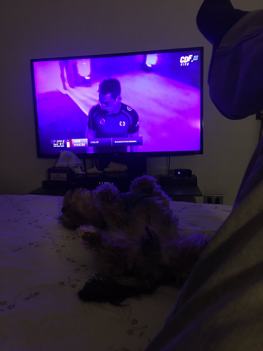 ischmauricio's tweet photo. Viendo #mmaxcdf !!! Y salió el saludo a Lomas Tur... Hasta mi perro se fue de espalda... Jajajajjaja... Felicitaciones por la transmisión. https://t.co/MPldwlh75O