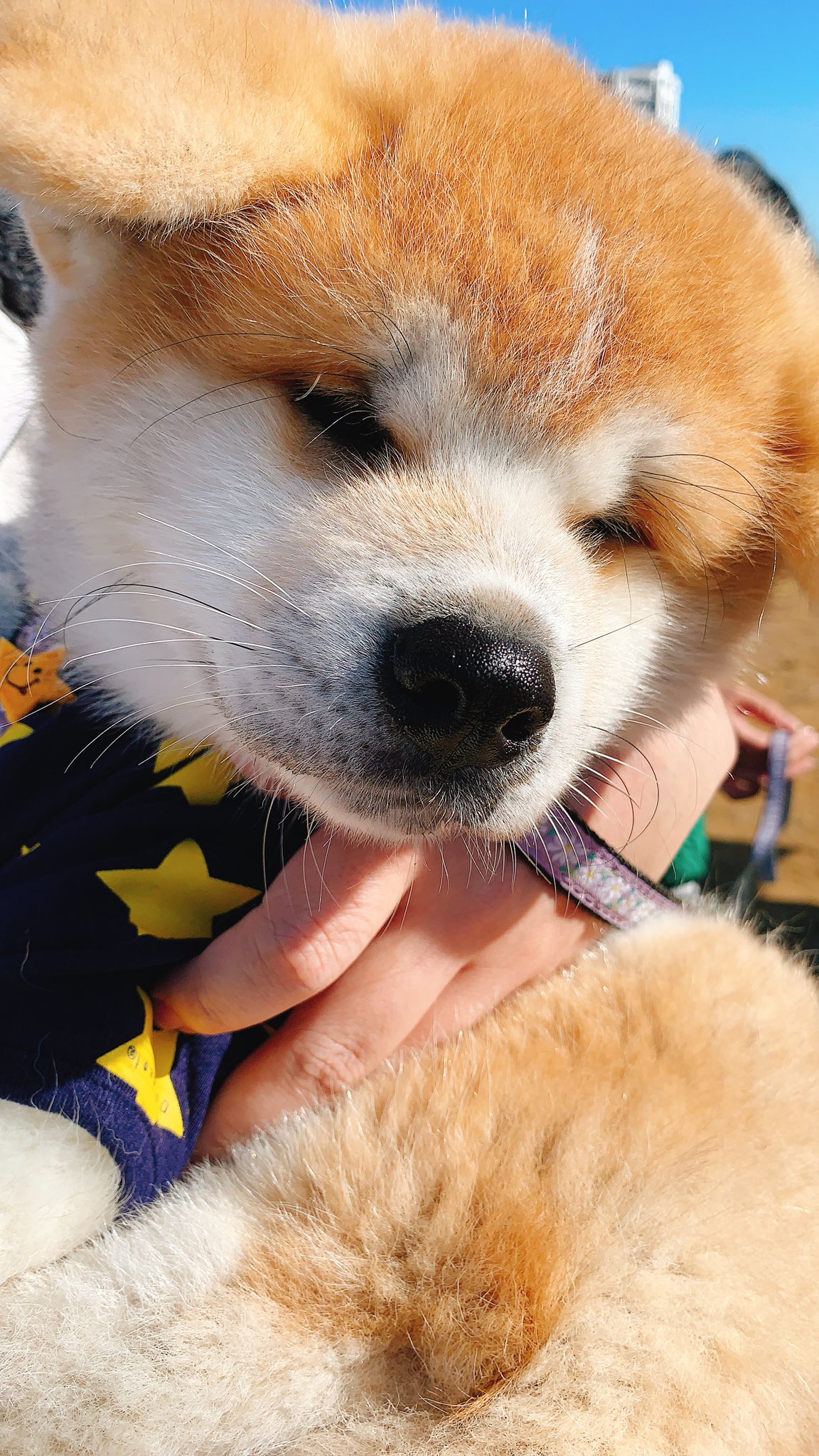 秋田犬展覧会 Twitter Search Twitter