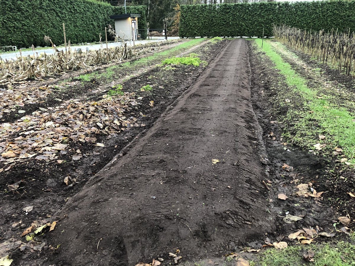 EastRidgeFarms's tweet photo. We’ve finished #planting all of our Red Russian #garlic! Only 5000 cloves this year. With everything that’s going on, we decided to leave more space for growing vegetables and crops that are a little less labor intensive.
#redrussiangarlic #garlicplanting #soil #soilbuilding https://t.co/t3J8HqGWw8