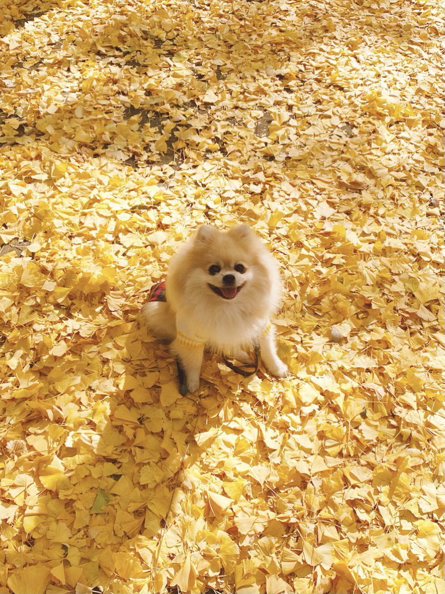 PomeranianAloha's tweet photo. 黄色い絨毯見つけたよ♬
#ポメラニアン #ぽめらにあん #いちょう #黄色 #じゅうたん #犬 #笑顔 https://t.co/mqHYHr6npO