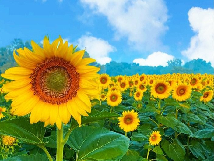 ส่งใจ ให้ฝันของเทอ สดใสสวยงาม.
🌻🌻🌻🌻🌻🌻🌻🌻🌻🌻🌻🌻🌻