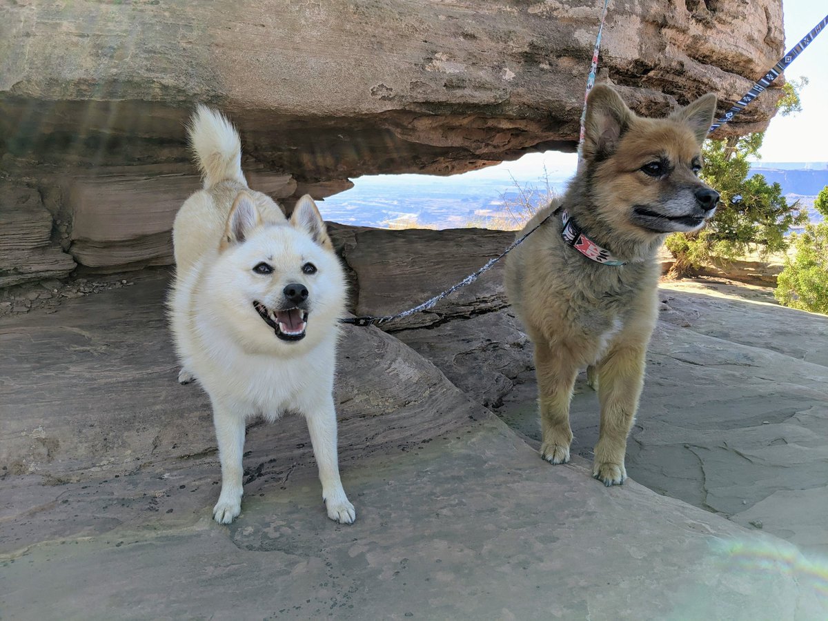 Wishing we were still out hiking #scamperpup #lokimon #dogsoftwitter #travelingdogs