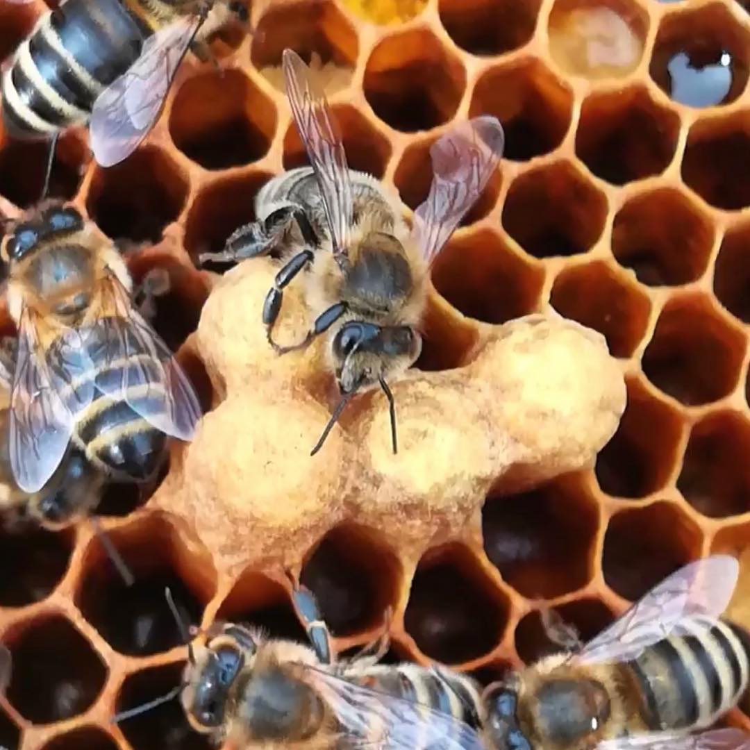 resep_JSR's tweet image. Produk Alloh dalam bentuk enzim terbaik, asam amino terbaik, vitamin terbaik  mineral terbaik dalam bentuk Madu.

Maka minumlah madu, konsumsilah , gunakanlah, &amp;amp; ajarkan kepada anak anak kita tentang kasih sayang ﷻAllah dari madu . 

Produk lebah bisa di dapatkan di @ABSStore2