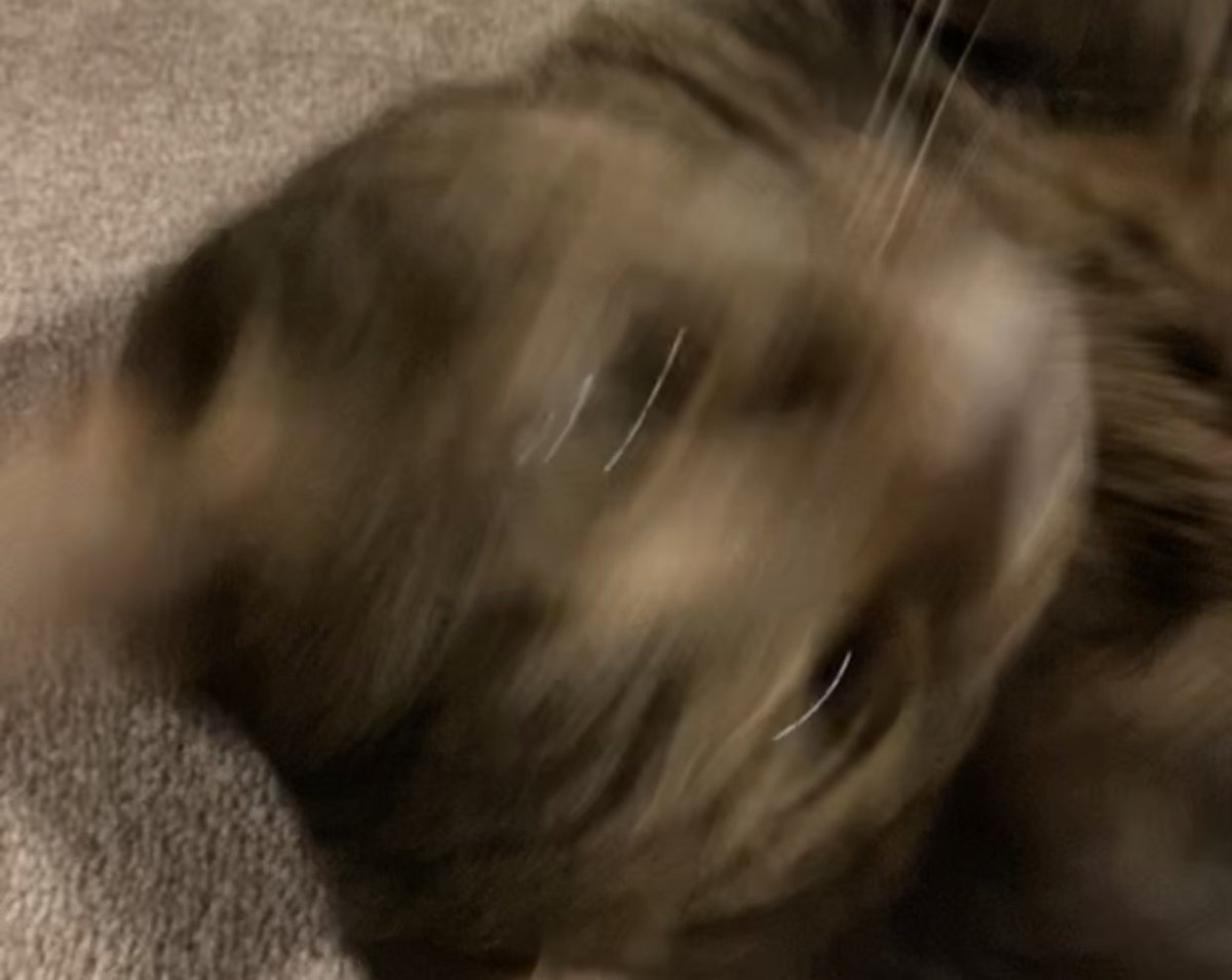 thecrencat's tweet photo. @Wemoks https://t.co/2AZq407eX5