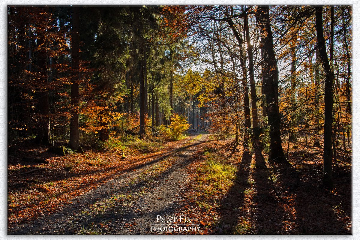 Autumn Light 📸🌎
#landscapephotography #naturelovers #countryside #nature #myphoto #photography #NaturePhotography #woods #trees #autumn