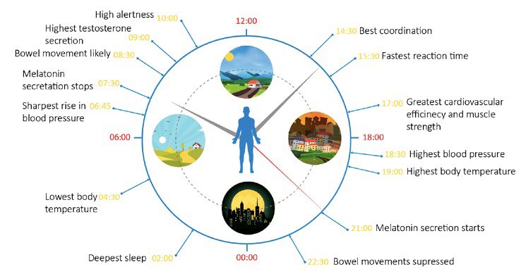 “THE CIRCADIAN RYTHM”Your “internal clock”. It influences every cycle in your body.Dictates when you:- Poop- Digest- Have more energy- are hornier- Sleep- Rest