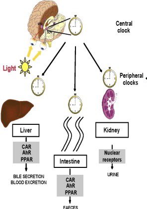 - Colon- Skin- Lungs- KidneysWe need to stimulate them RIGHT in the morning.Here it goes, your MORNING ROUTINE: