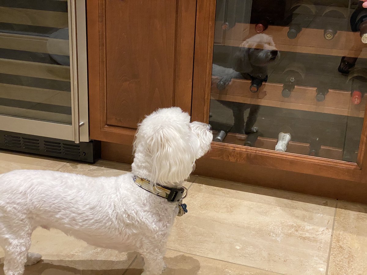 SirBailey2's tweet photo. Cabernet or Chardonnay. That kind of day 🐶🐾 #mommysnotfeelingwell #noplaytime #dogsoftwitter #adogslife #adogslove #pet #love https://t.co/p6MR34JzXi