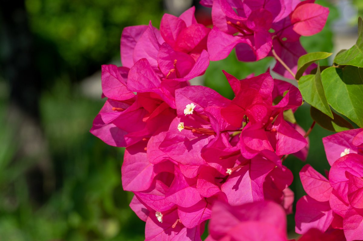 まめもち Twitterissa 最近街中でブーゲンビリアの花を見かけると うちの花だ と低い声で言いたくなってしまいます ヴァイオレットエヴァーガーデン