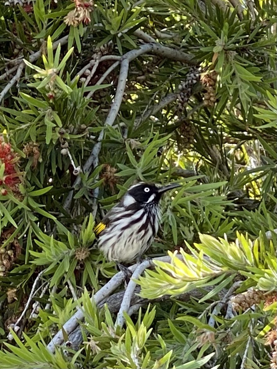 Anthrobeader's tweet photo. Itโs #NewHollandHoneyeater appreciation day. Or it is here in Balcatta anyway. ๐ #honeyeaters #BirdsOfPerth #BirdsOfWesternAustralia #birds https://t.co/oHcMBjtv49
