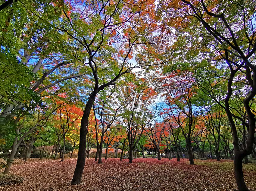 千代田遺産 در توییتر 本日撮影 紅葉 北の丸公園 千代田区内屈指の紅葉の名所 北の丸公園 でも 樹木がいい感じに色づいてきました 紅葉 北の丸公園 千代田区