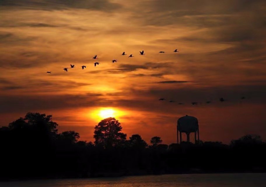 telhiard's tweet photo. Fly fly away #sunset #onlylouisiana #lsulakes https://t.co/OQa5USCWkv