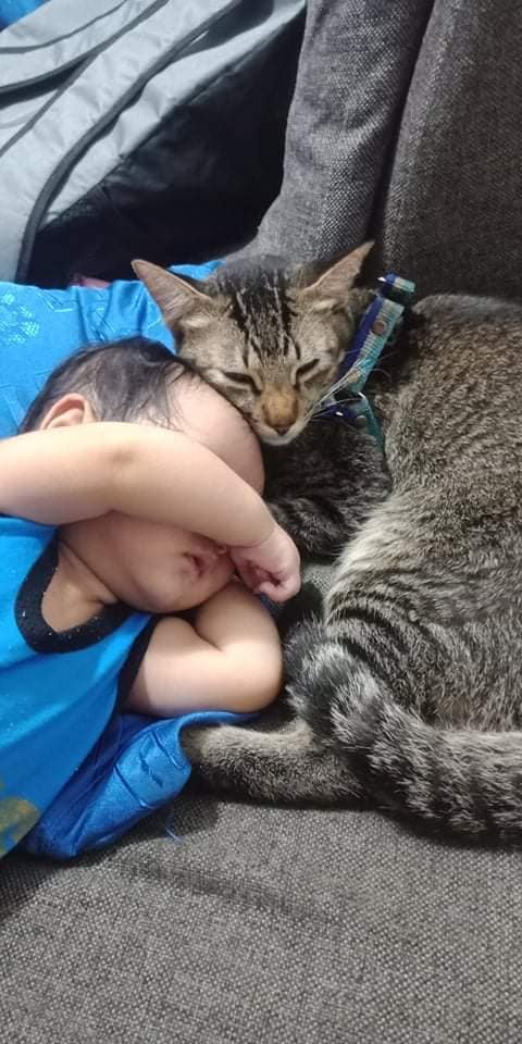 inquirerdotnet's tweet photo. Baby Cael and Keanu 👶🐱

"Umalis kami ng asawa ko para bumili ng needs ng baby namin pagbalik namin eto ang pinakita ng mga anak ko." 📷Joey Mansalungan | @JMRiveraINQ https://t.co/4PttYHhbz0