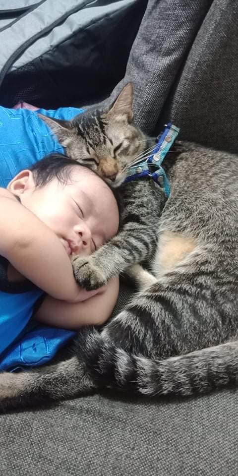 inquirerdotnet's tweet photo. Baby Cael and Keanu 👶🐱

"Umalis kami ng asawa ko para bumili ng needs ng baby namin pagbalik namin eto ang pinakita ng mga anak ko." 📷Joey Mansalungan | @JMRiveraINQ https://t.co/4PttYHhbz0