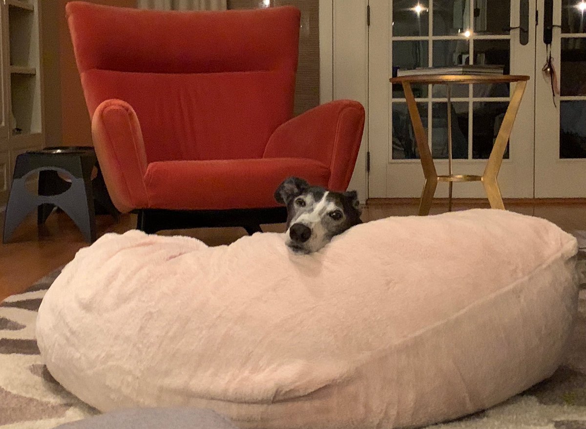 rheganaugust's tweet photo. I vote for lazy Saturdays.  We watched mom and dad clean all day.   

#vote #greyhoundsofinstagram #greyhoundsmakegreatpets #retiredracer #retiredgreyhound #adoptdontshop #lwvah https://t.co/YMvf69b4nM