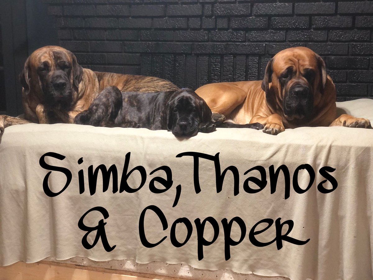 benwhiteifbbpro's tweet image. My Boys Simba 3 yrs over 200 lbs. Thanos 13 wks 50.1 lbs. and Copper 3 yrs over 220 lbs. My Gentle Giants. Loving 🥰 ❤️ Our Mastiffs Feeding “Raw” is the only way to have healthy Dogs no if ands or butts about it. THE BIGGEST IN THE UPSTATE AREA. No commercial food.