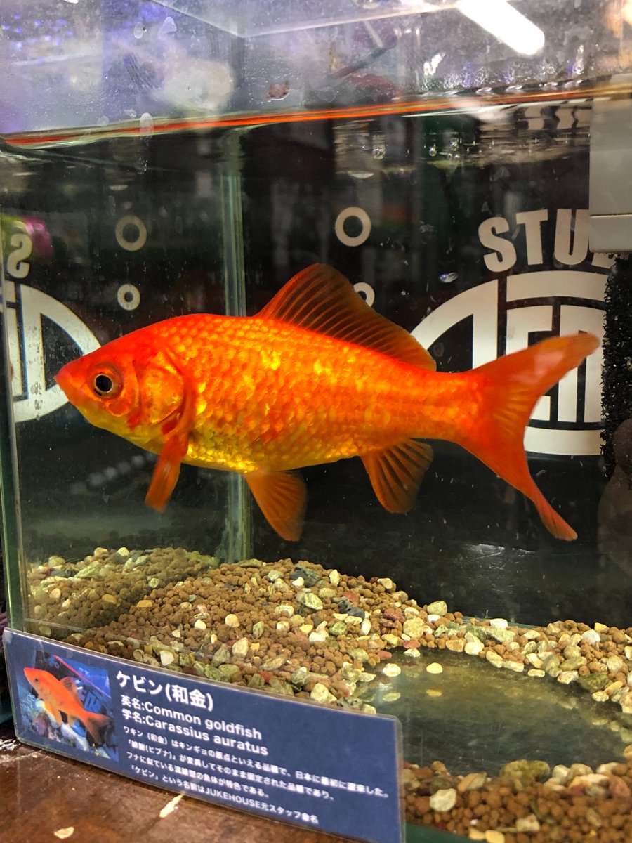スタジオペンタ渋谷jukehouse お店で飼ってる金魚のケビン うちに来た時は金魚すくいの金魚くらいの大きさだったのに 今では手のひらに収まらないほど大きく育ちました そしてケビンが店に来てから４年以上経つのですが 金魚ってそんな長生きするもんなんで