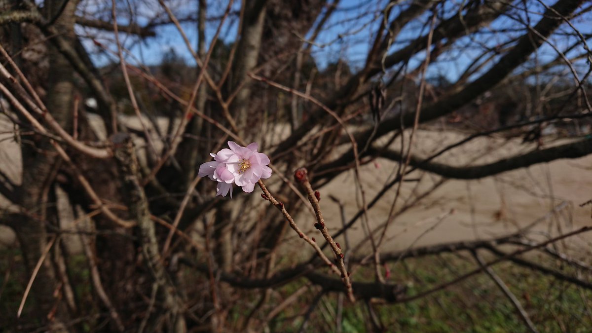 ｍａｈ 四字熟語bot 桜が咲いていたんですよ