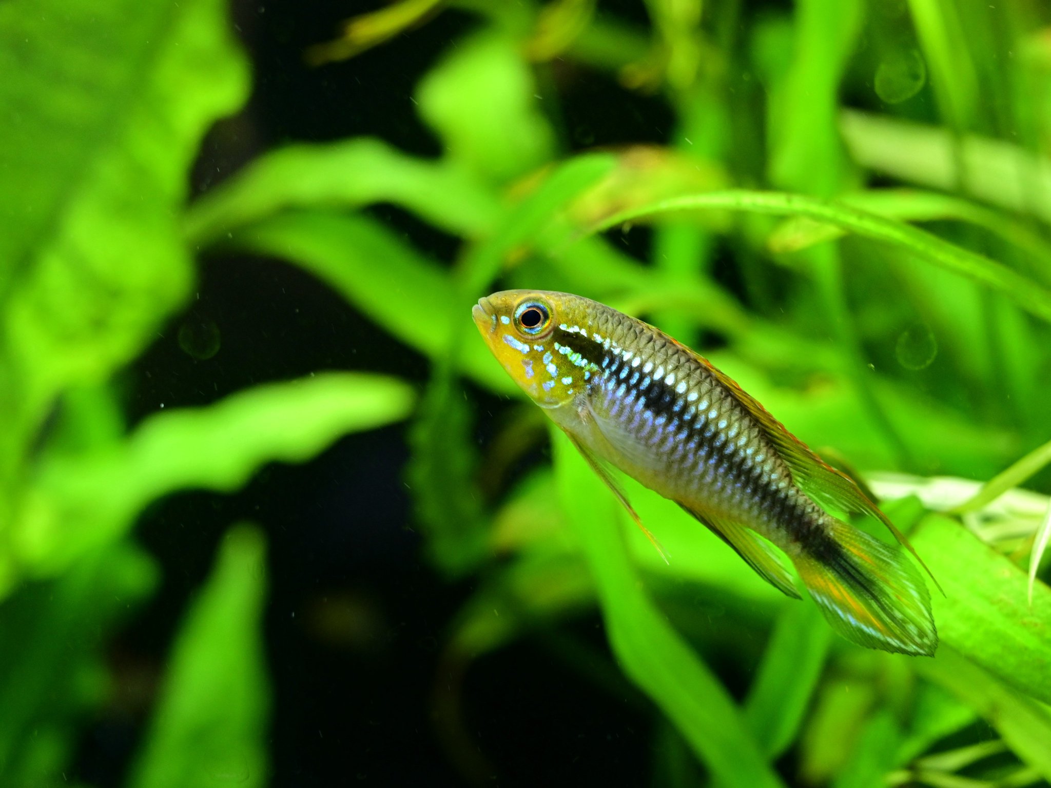 Aquarium Kind Twitter પર 連休中日の本日も２１時まで営業しています 店内ではマスク着用のご協力をお願い致します 写真は アピストグラマ アガシジィ フラミンゴ リオティグレ ドイツ ラミレジィ アノマロクロミス トーマシーです