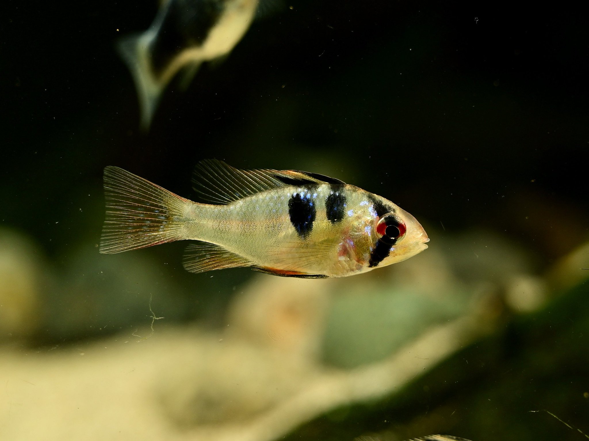 Aquarium Kind Twitter પર 連休中日の本日も２１時まで営業しています 店内ではマスク着用のご協力をお願い致します 写真は アピストグラマ アガシジィ フラミンゴ リオティグレ ドイツ ラミレジィ アノマロクロミス トーマシーです