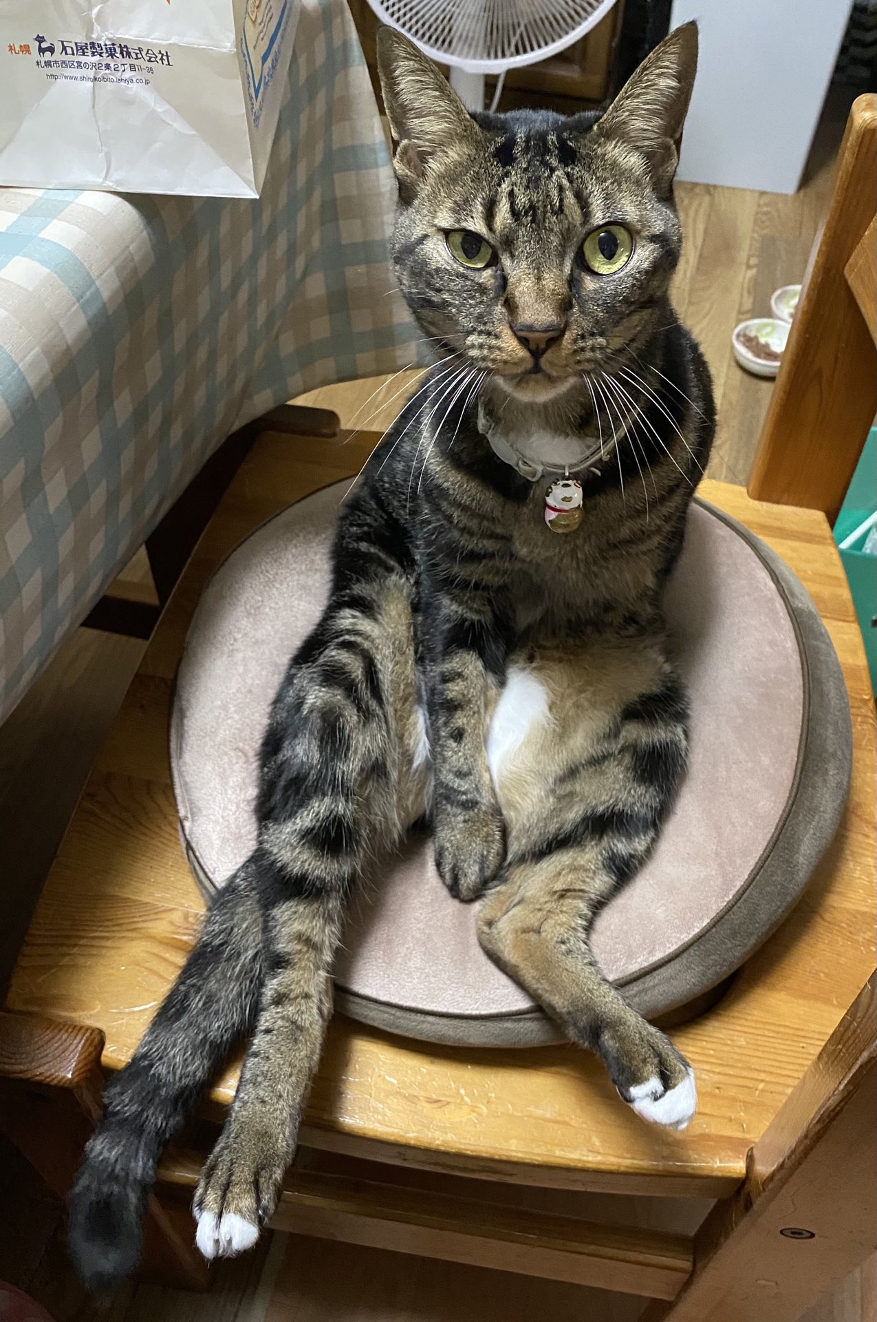 面白猫画像 Twitter Search Twitter