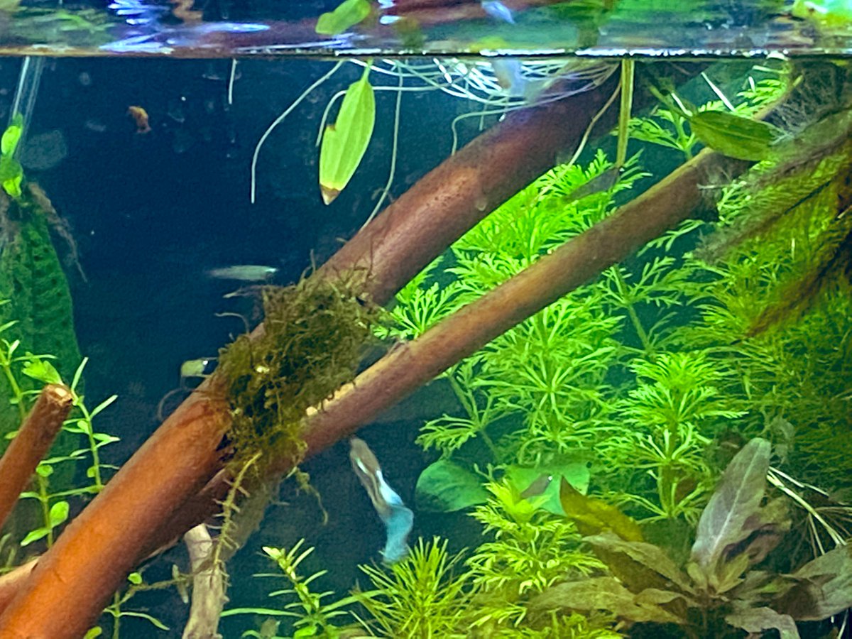 ウィローモス活着