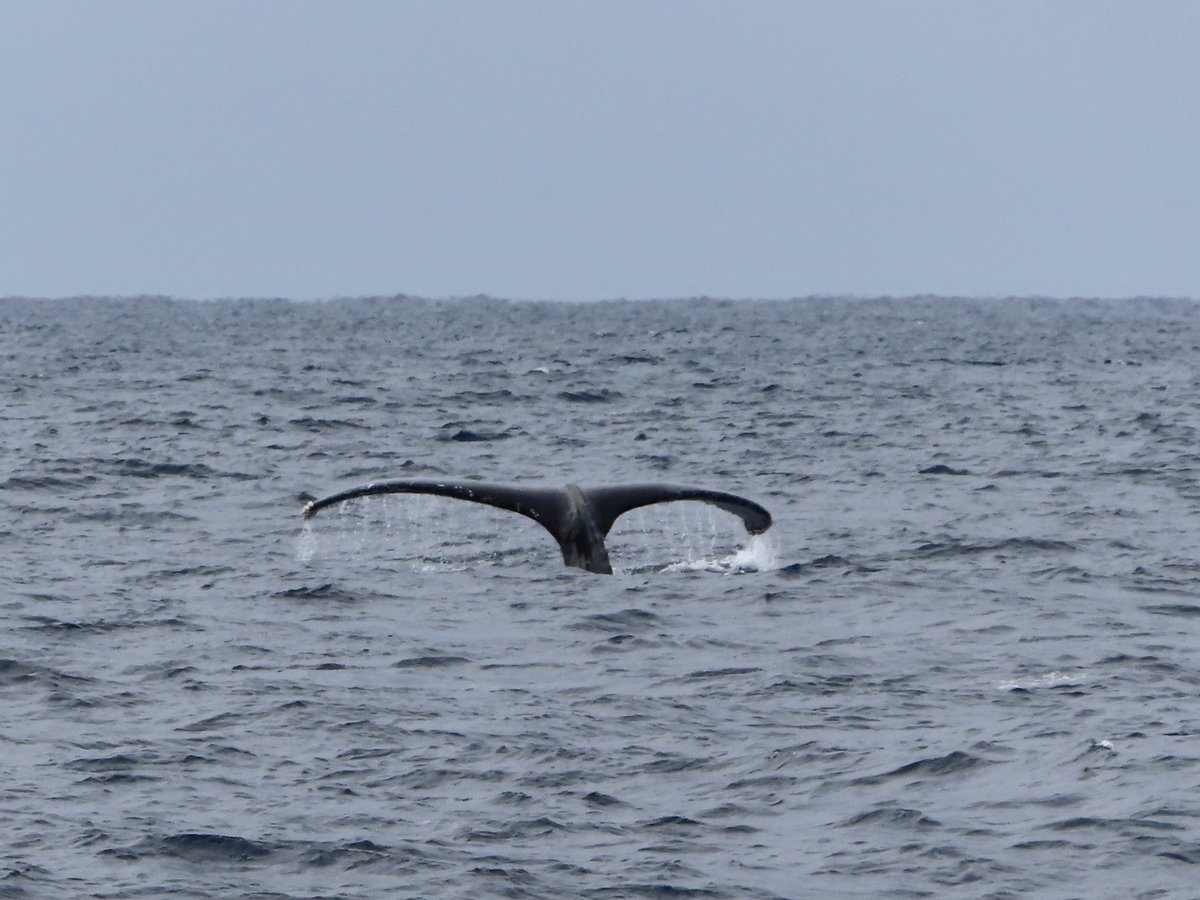 こづゆ ザトウクジラ 八重根の桟橋から近くでクジラ見ることが出来ました ﾉ 見たかった尾びれも何度も見せてくれて大満足 私のカメラはどっち向いてるのか 写真撮りたいし直接見たいしでパニック クジラ目撃情報に感謝です
