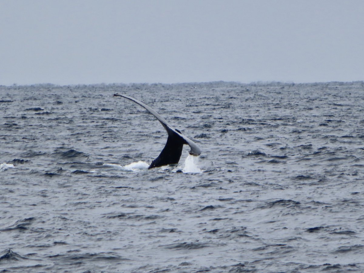 こづゆ ザトウクジラ 八重根の桟橋から近くでクジラ見ることが出来ました ﾉ 見たかった尾びれも何度も見せてくれて大満足 私のカメラはどっち向いてるのか 写真撮りたいし直接見たいしでパニック クジラ目撃情報に感謝です
