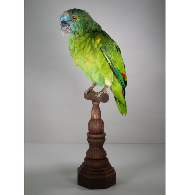 アオボウシインコのtwitterイラスト検索結果 アオボウシインコのtwitterイラスト検索結果