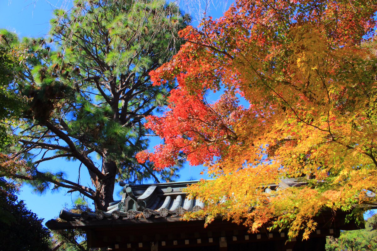 平賀本土寺 Twitter Search