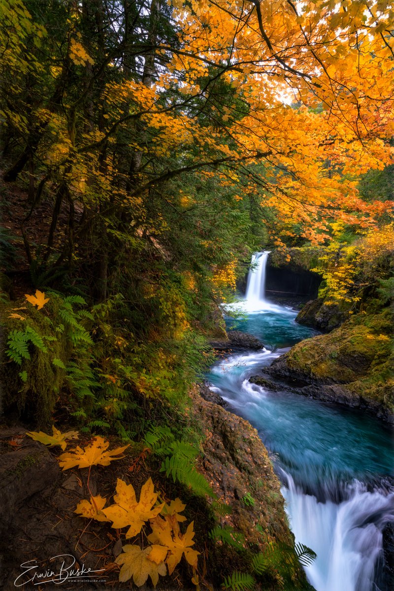 In The Pacific Northwest™ tweet media