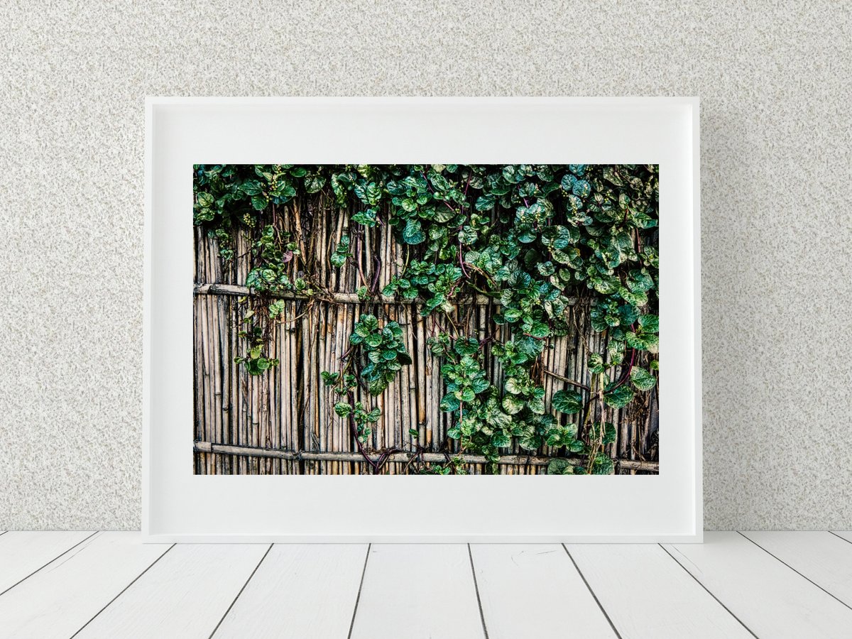 EnfocarPhoto's tweet image. Garden Vine Photo Print, Philippines Print, Botanical Decor tuppu.net/7065be45 #Etsy #EnfocarPhotography #LeafPrint