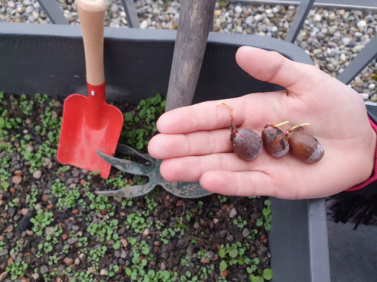 BJavorcik's tweet photo. In response to challenge from @OdileRenaud
Planting acorns 🌱on my terrace, though will have to find them a more suitable home once they start turning into mighty oak trees 🌳🌳#EBRDGreenWeek #EBRDtree 🌳🌳 https://t.co/sCgqk4GLOD