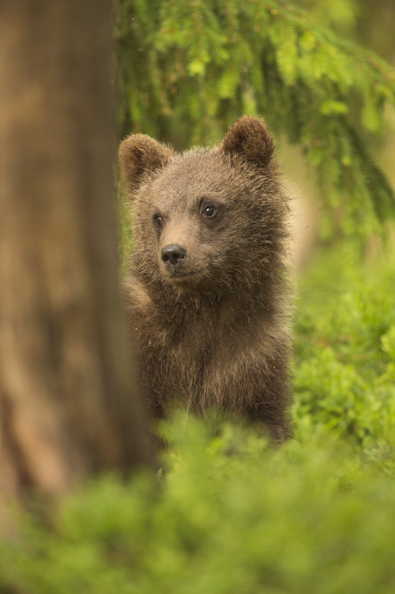 Just 2 places remaining on our ‘Summer Cubs Special’ photo tour next July in Finland. 

Book now with just a £99 deposit and a further 5% off the remaining balance. Valid until 01/12/20. 

bearphoto.co.uk/summercubs