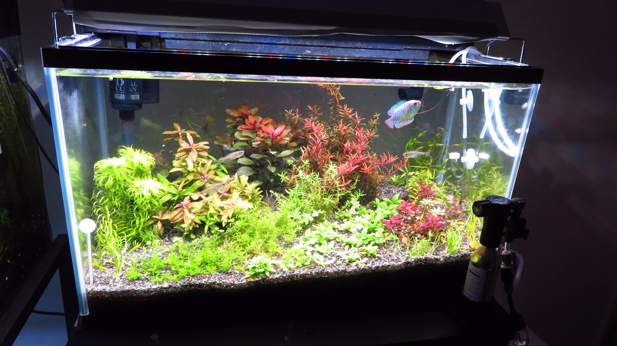 Best Aquarium 大磯砂水槽 62日目 ダッチアクアリウム水槽の準備が整いそうです 右手の緑柵は撤去して 後2種植えて準備は完了です 後は時間をかけてトリミングと差し戻しをしながら 肥料の添加 重要な換水作業の日々を過ごします ダッチアクアリウム