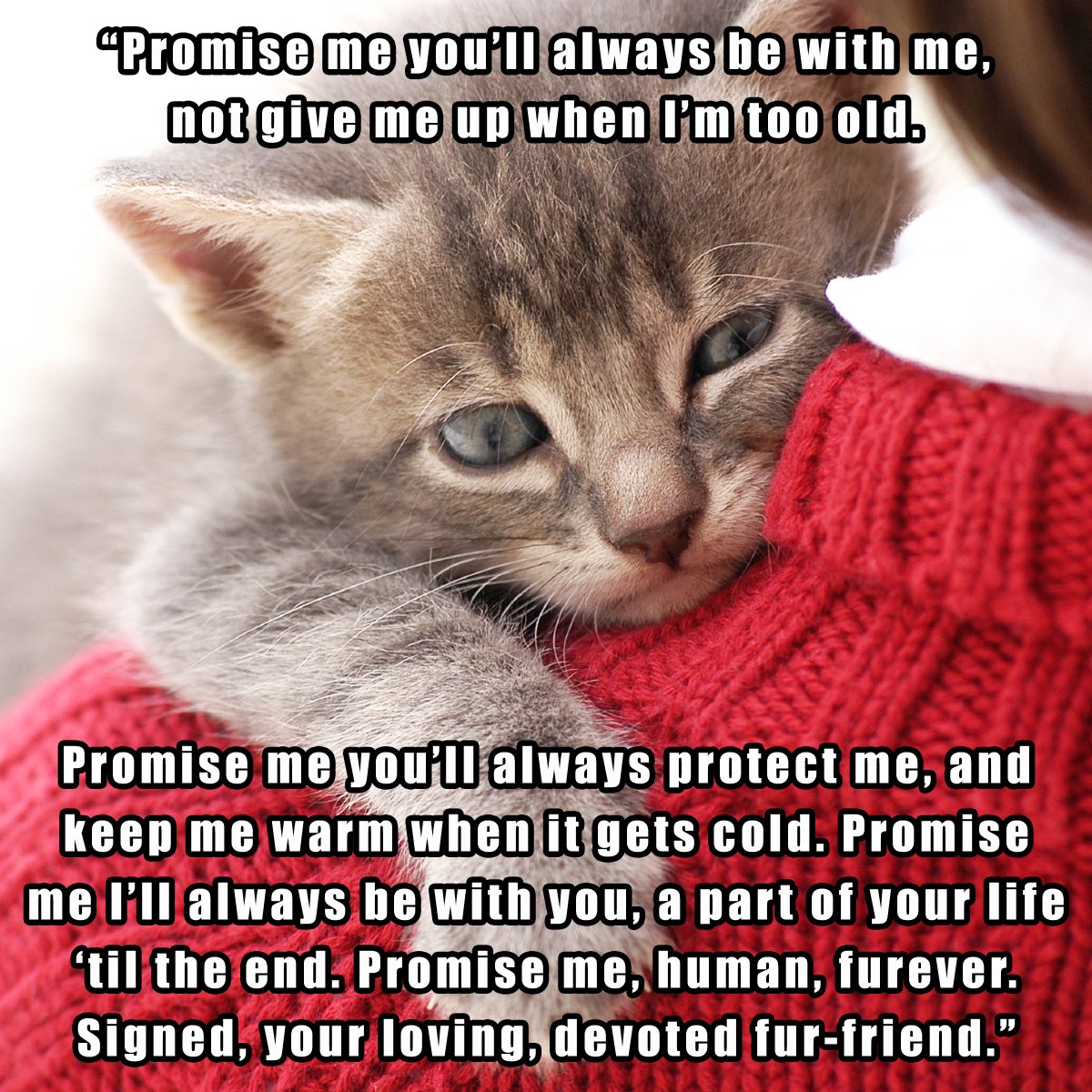 Purrlease remember...a cat is for life, not just for Christmas ❤️
...also #AdoptDontShop 😉