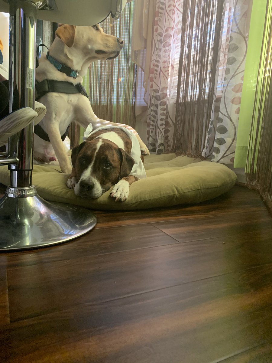 BrindleMonster's tweet photo. I sick this weekend, and my fur uncle Parker tried to comfort me. https://t.co/RiUVbrJyDP