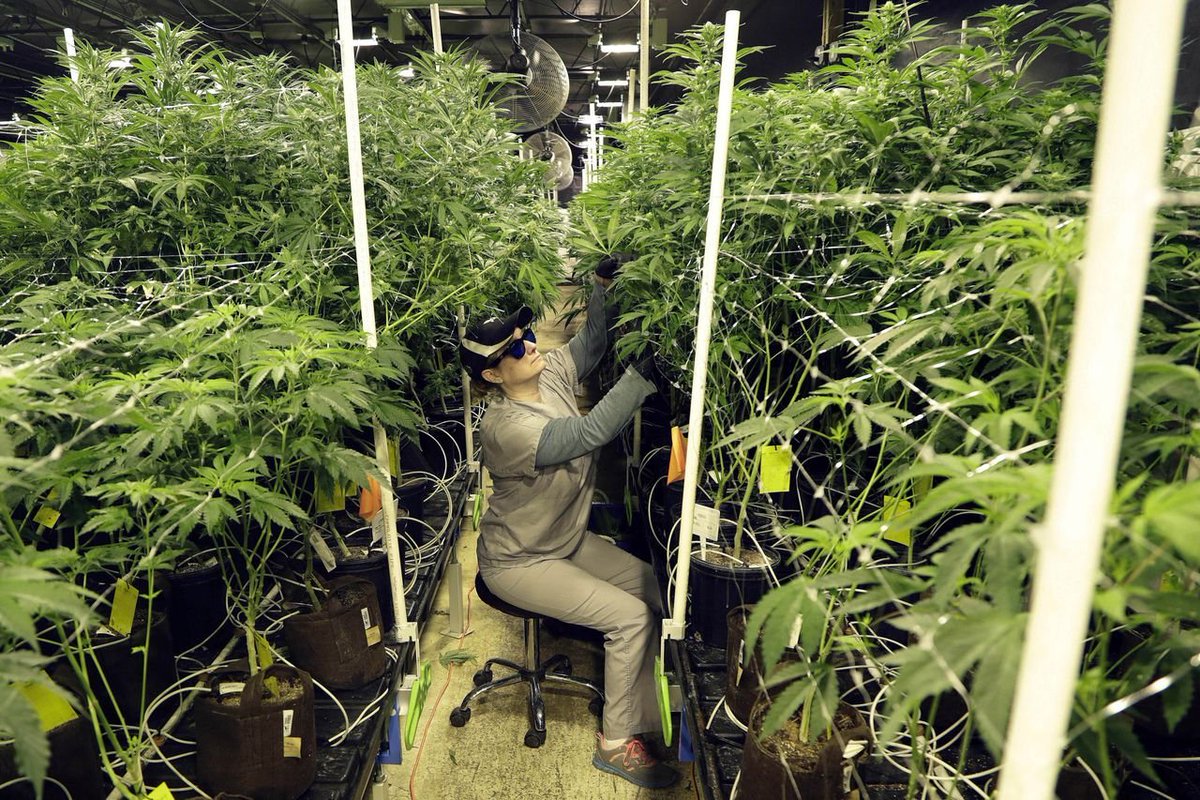 THEMMEXCHANGE's tweet photo. U.S. House to vote on ending federal ban on marijuana 

https://t.co/mqtAm5LMAj  #MME #marijuana #cannabis https://t.co/XzUuF1NdQF
