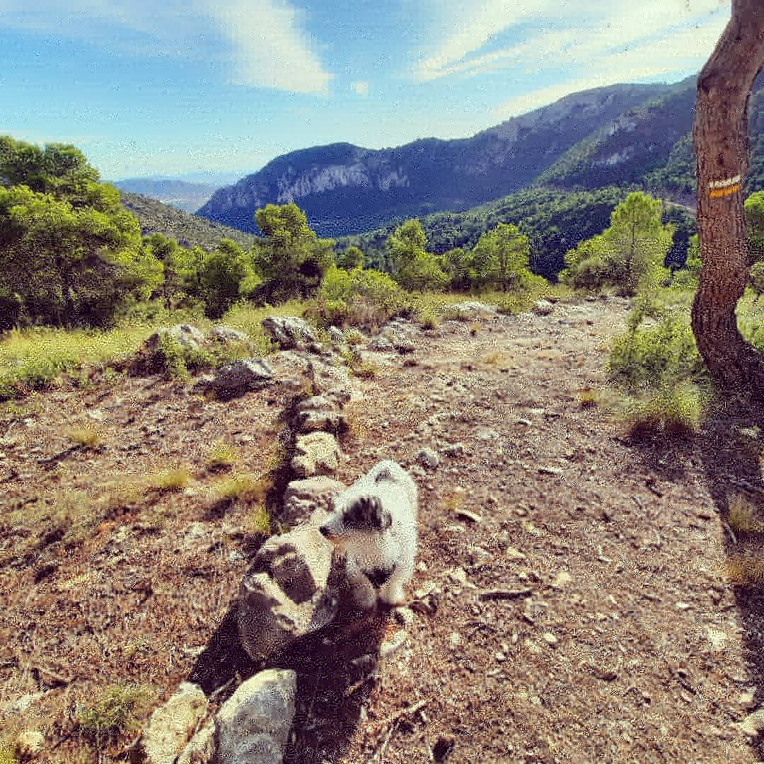 Jagger_2014's tweet photo. Hola amigos 🐒🦮🐩🐺🐎🐷🦒
Esta mañana me he ido a hacer ruta por Monte-Coto #Monovar ⛰
13 kilómetros de pista comenzando en las Casas del Señor-Pi de la Farola-Aula de naturaleza Monte-Coto-Villa Indy-Casas del Señor.

Os recomiendo este paraje natural 🌲🌳🍂🌸

#Domingo https://t.co/u3Ege7c780