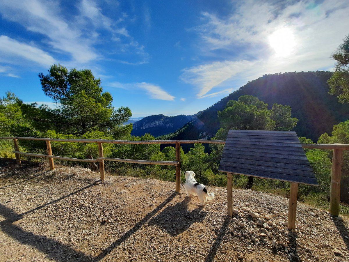 Jagger_2014's tweet photo. Hola amigos 🐒🦮🐩🐺🐎🐷🦒
Esta mañana me he ido a hacer ruta por Monte-Coto #Monovar ⛰
13 kilómetros de pista comenzando en las Casas del Señor-Pi de la Farola-Aula de naturaleza Monte-Coto-Villa Indy-Casas del Señor.

Os recomiendo este paraje natural 🌲🌳🍂🌸

#Domingo https://t.co/u3Ege7c780