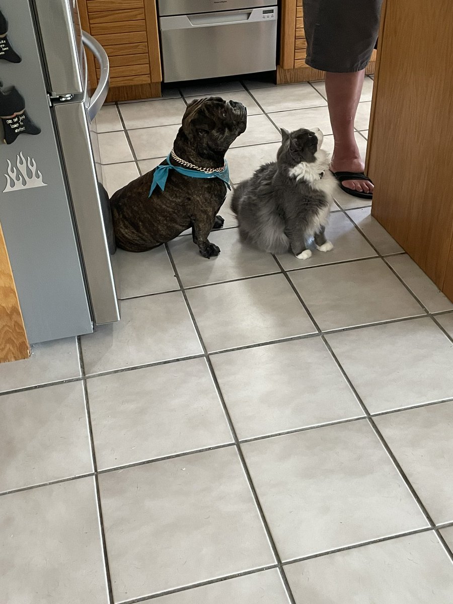 KeysMom1031's tweet image. All in all things are definitely looking up. #RipVanWrinkle #bacon #BreakfastOnMe