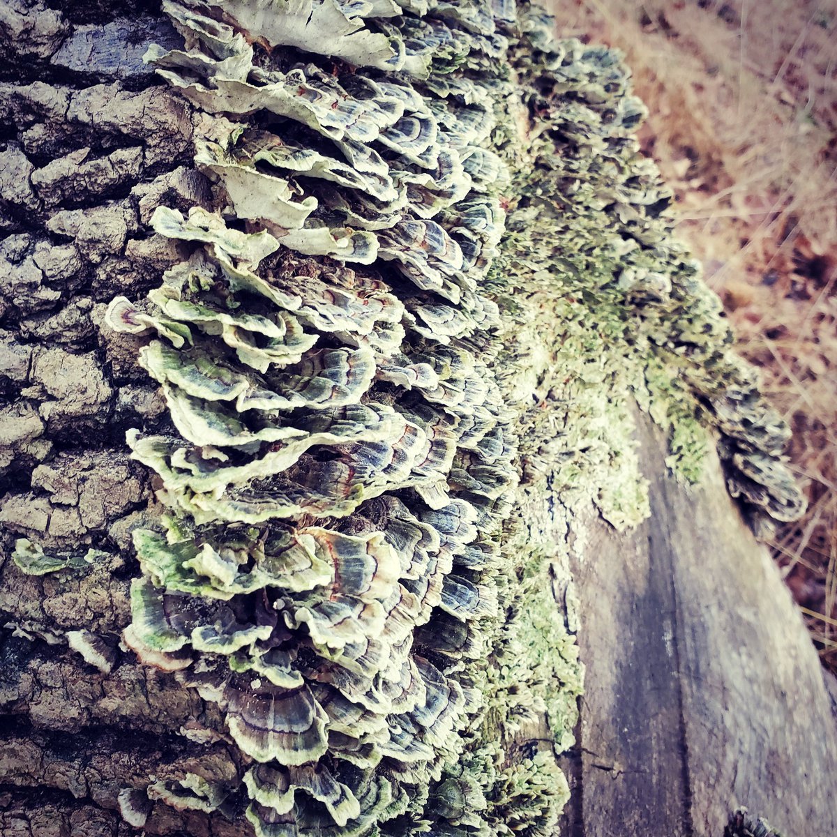 Beautynmemories's tweet photo. #turkeytailmushroom #fugus #log #macrophotography #NaturePhotography https://t.co/J3wdT6O8oN