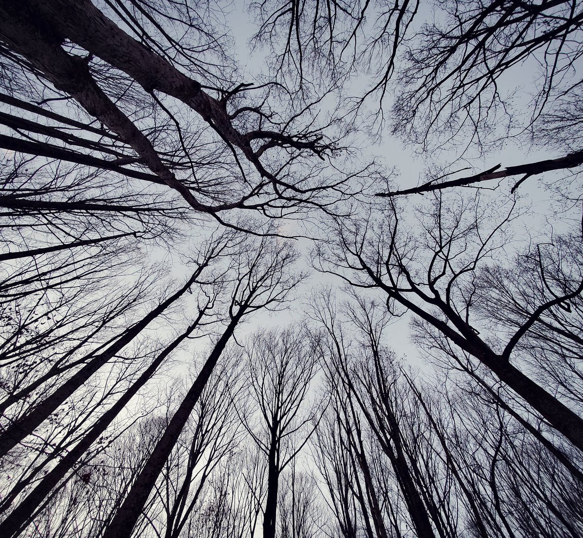Beautynmemories's tweet photo. Don't forget to look up..  #lookingup #forest #trees #NaturePhotography https://t.co/4HjhV3ddHs