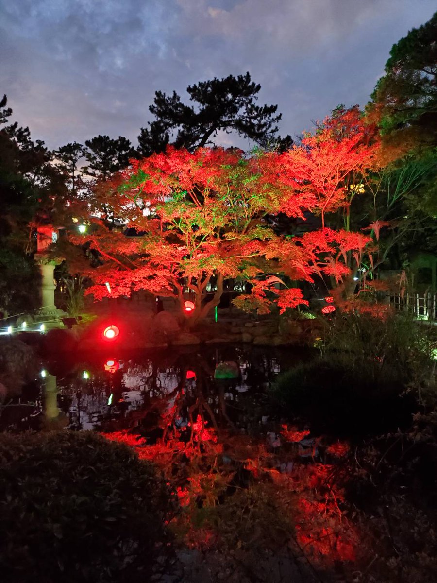 R5ndeE6Vb1M4MjH's tweet photo. 紅葉ライトアップ🍁

茅ヶ崎高砂緑地・松籟庵の紅葉ライトアップ🍁

今年初めての試みというので、行ってまいりました🍁🍂✨

紅葉や五重塔がライトアップされ、美しく幻想的な風景でした💕

しばし、心を奪われた時間でした❣️🍁✨

#茅ヶ崎市 
#茅ヶ崎高砂緑地 
#コロナに負けるな 
#茅ヶ崎大好き https://t.co/HNJ9mFXYyk