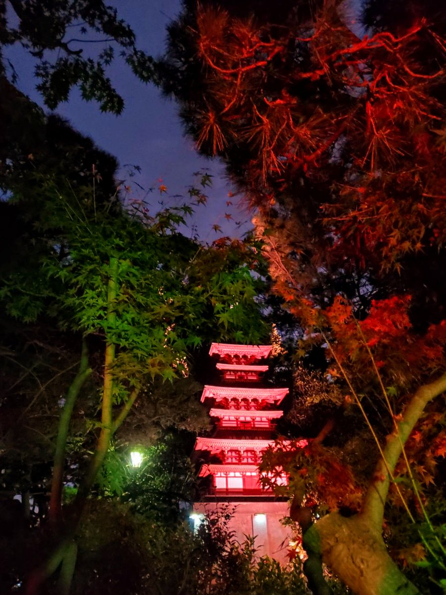 R5ndeE6Vb1M4MjH's tweet photo. 紅葉ライトアップ🍁

茅ヶ崎高砂緑地・松籟庵の紅葉ライトアップ🍁

今年初めての試みというので、行ってまいりました🍁🍂✨

紅葉や五重塔がライトアップされ、美しく幻想的な風景でした💕

しばし、心を奪われた時間でした❣️🍁✨

#茅ヶ崎市 
#茅ヶ崎高砂緑地 
#コロナに負けるな 
#茅ヶ崎大好き https://t.co/HNJ9mFXYyk