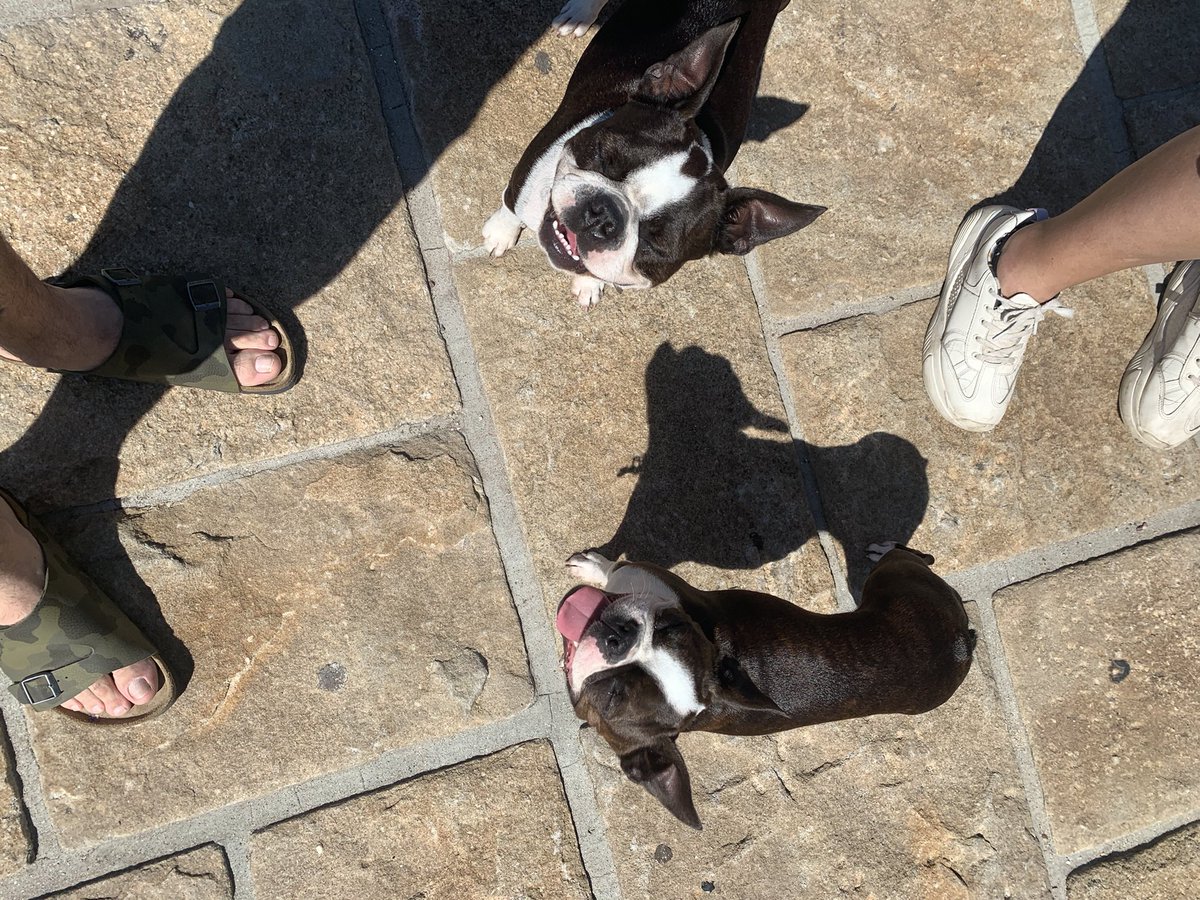 panchovirasoro's tweet photo. ☀️ #SundayWalk @Boston_Society https://t.co/CZaz7GJBLs