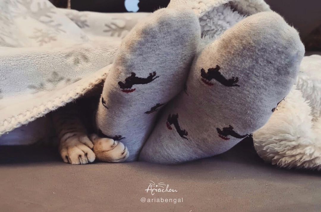 From ariabengal
How are you spending your lockdown nights?
ME:
#meowed #meowedofficial #TheMeowedClub https://t.co/8afLeGg6WF