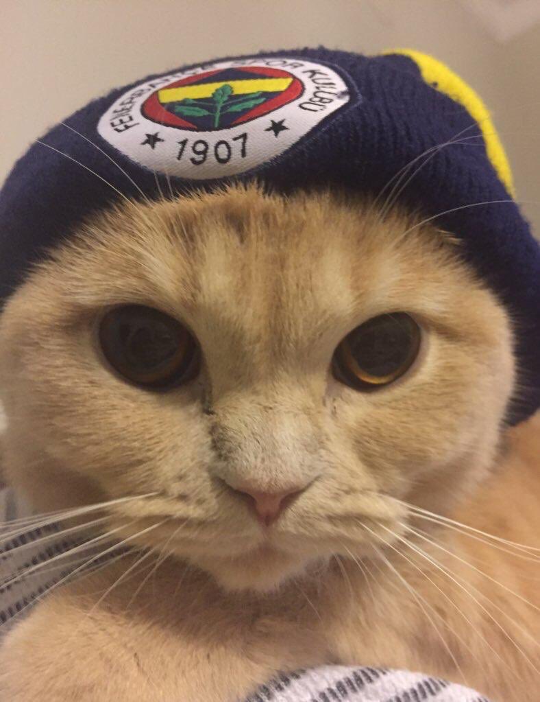 Месси кошка