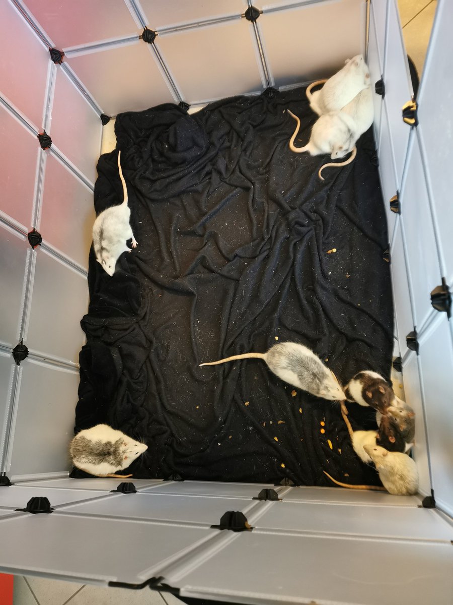 Real_Ratwatch's tweet photo. We nao are 10 cool rats ❤️
It's a little bit difficult to be friends but we'll manage it ❤️ https://t.co/AjpufKbT98