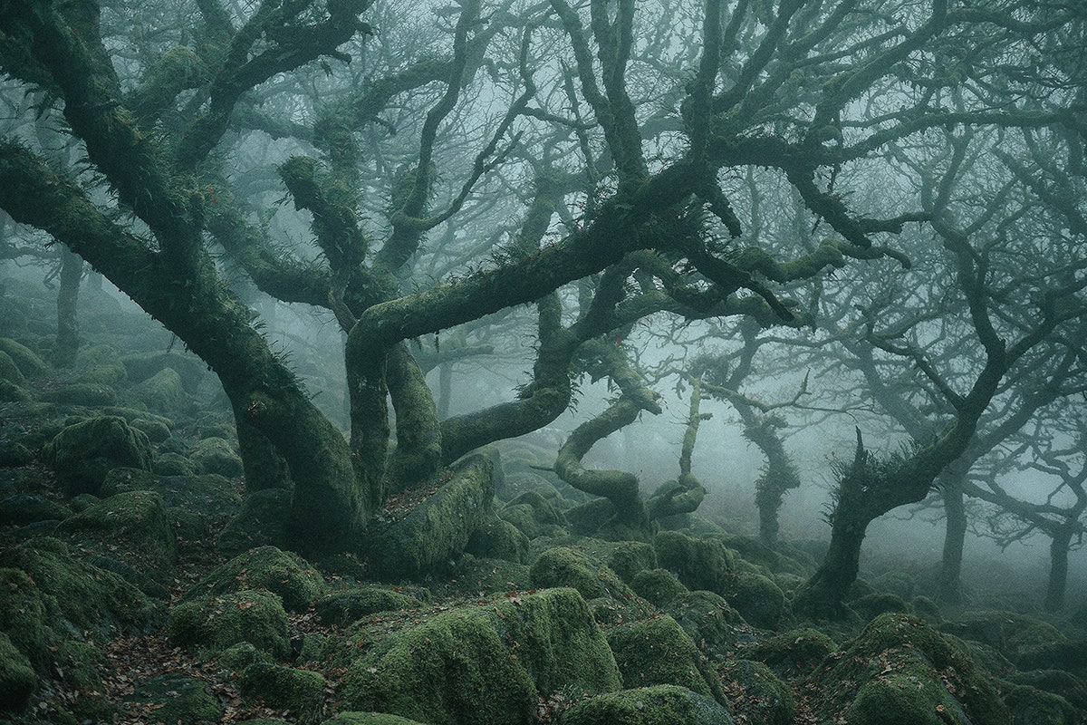 WIRED's tweet image. No, this isn't Dagobah. It's a real-life magical forest. Wistman's Wood has captured the imaginations of visitors for thousands of years, inspiring legends about druids and supernatural hellhounds:  wired.trib.al/65Eyi9x
📸: Neil Burnell